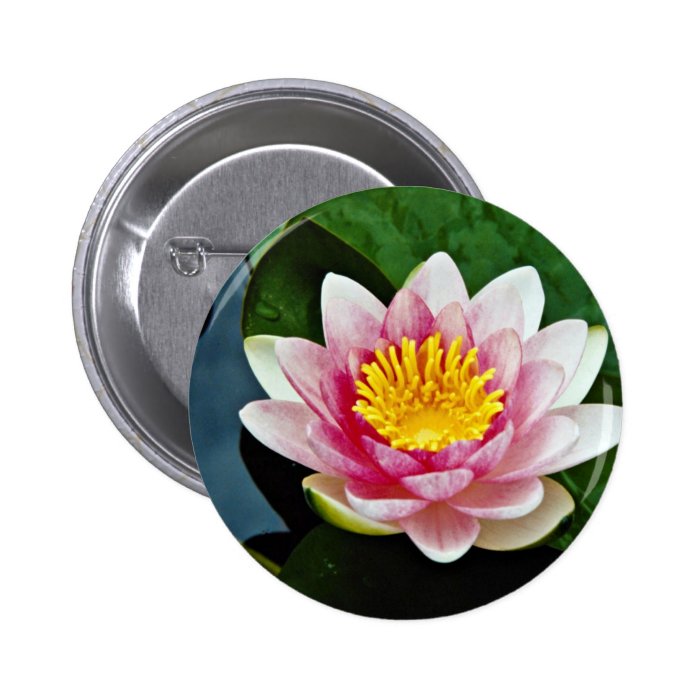 Nymphaea attraction, red, hardy water lily  flower pinback buttons