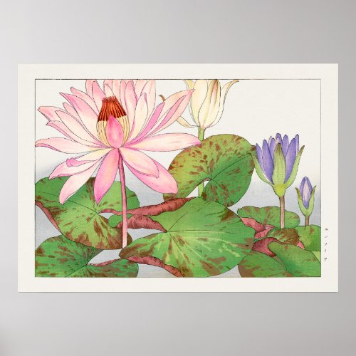 Nymphaea Lotus 1 Pink Lily Pad Tanigami Konan Poster