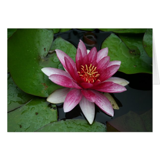 Nymphaea tetragona cards (Front Horizontal)