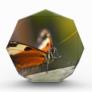 Nymphalidae butterfly on leaf acrylic award