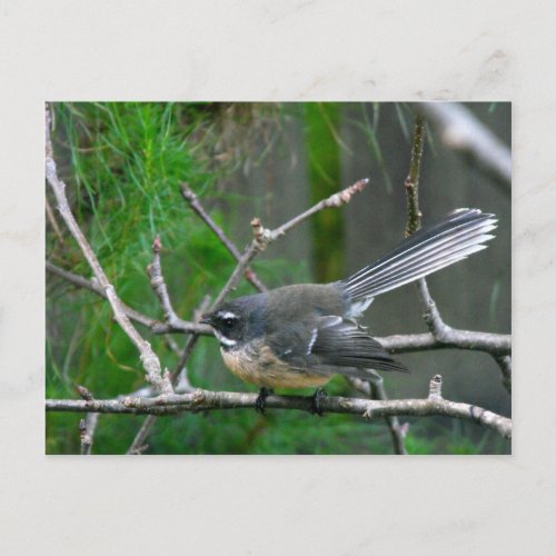 NZ Bird _ Fantail Postcard