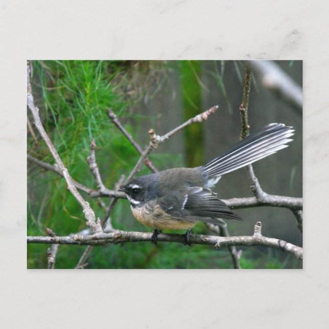 NZ Bird - Fantail Postcard (Front)