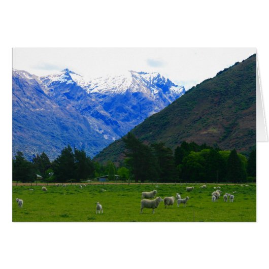 nz field sheep cards (Front Horizontal)