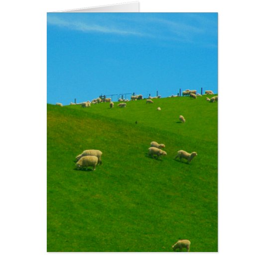 nz hill sheep (Front)