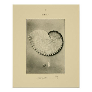 NZ Shells - Argonauta nodosa and Spirula Peroni Poster