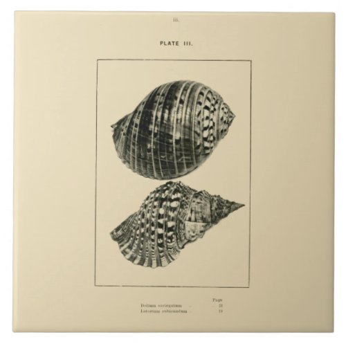 NZ Shells _ Dolium variegatum Lotorium rubicundum Tile