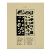 NZ Shells - Paua etc.