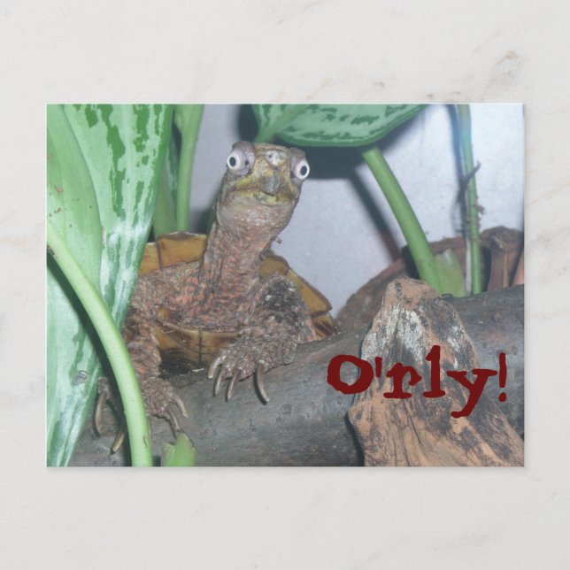 o'rly, O'rly! Postcard (Front)