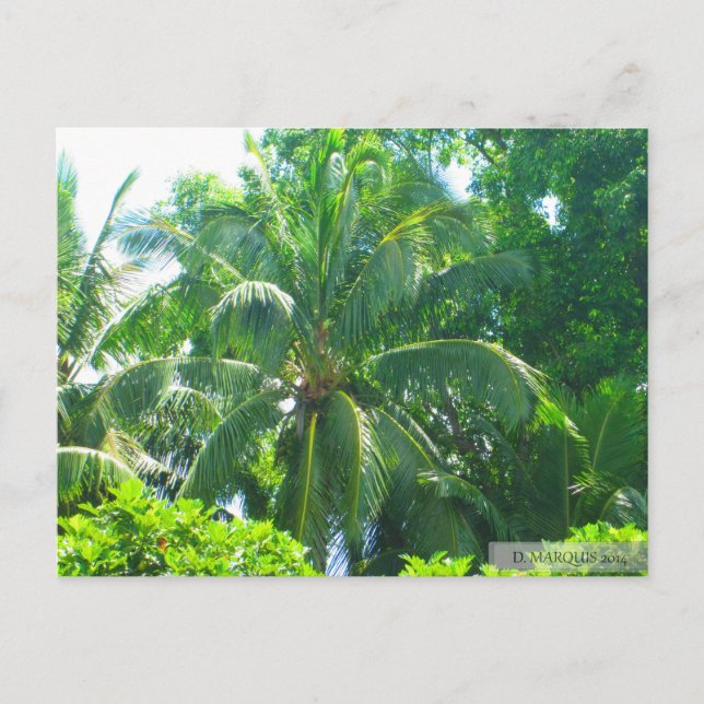 OAHU,HAWAII #17 POSTCARD (Front)