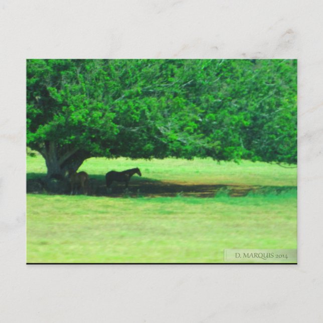 OAHU,HAWAII #19 POSTCARD (Front)