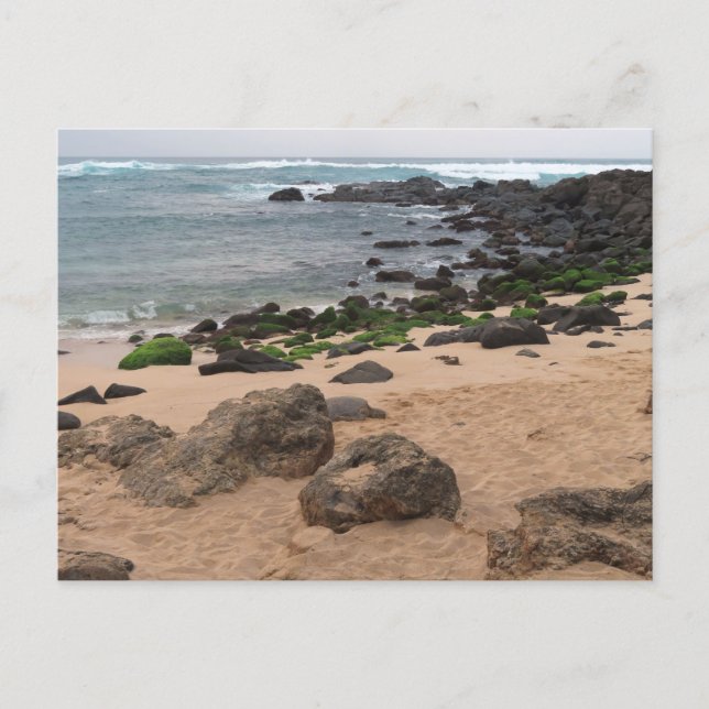 Oahu's North Shore and Sea Turtle  Postcard (Front)