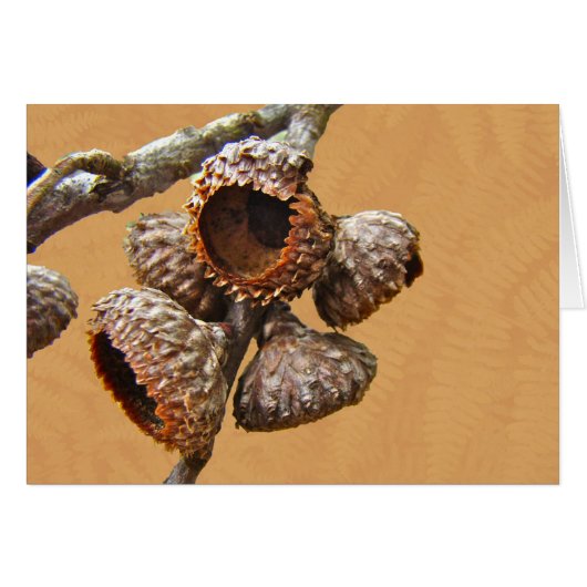 Oak Acorn Caps Cards (Front Horizontal)