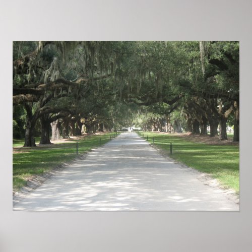 Oak Alley at Boone Hall Charleston SC Poster