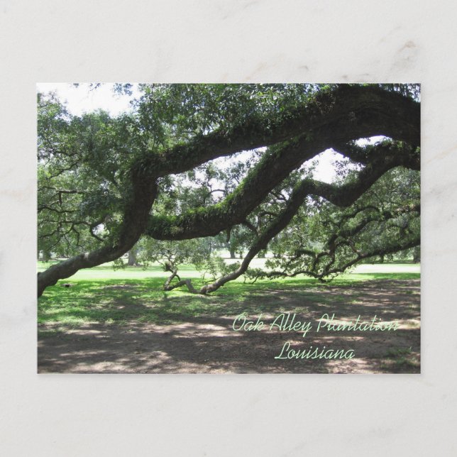 Oak Alley-Live oak tree branches, Oak Alley Pla... Postcard (Front)