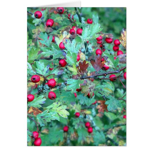 Oak and berries cards (Front)