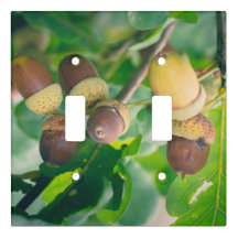 Oak branches with acorns