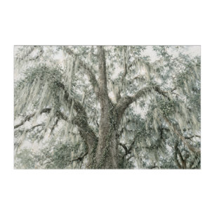 Oak Cathedral Live Oak Tree Acrylic Art