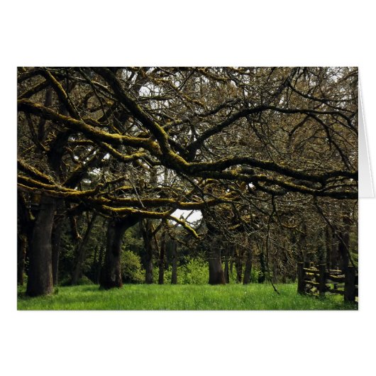 Oak Grove, 2 Cards (Front Horizontal)