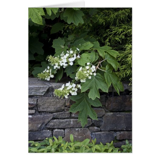 Oak Leaf Hydrangea and a Stone Wall Cards (Front)