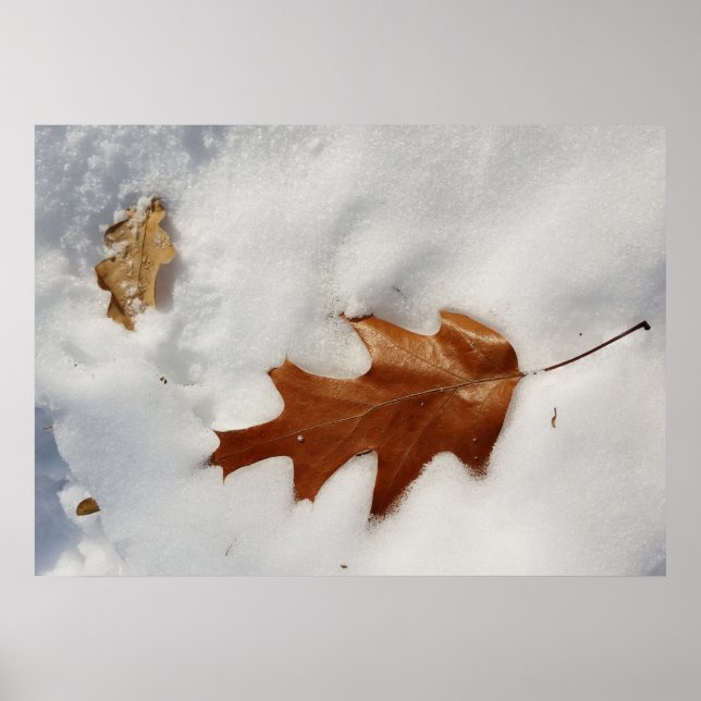oak leaf on the snow poster (Front)