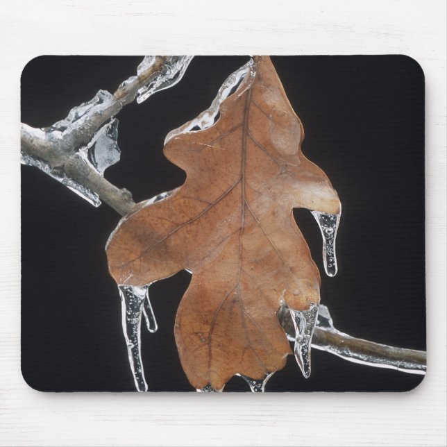 Oak Leaf with Ice Sickles After Ice Storm ; Mouse Pad (Front)