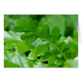 Oak Leaves in Spring (Front Horizontal)