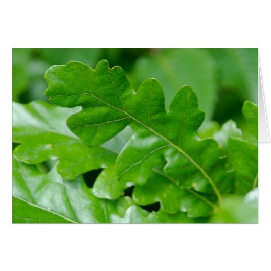 Oak Leaves in Spring Cards (Front Horizontal)