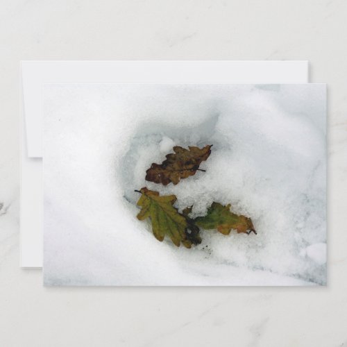 Oak leaves in the snow holiday card