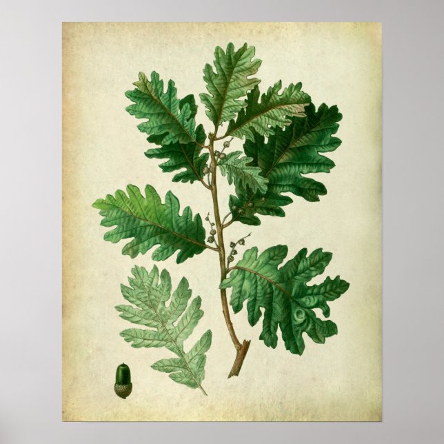 Oak Leaves no.3 Farmhouse Wall Art (Front)