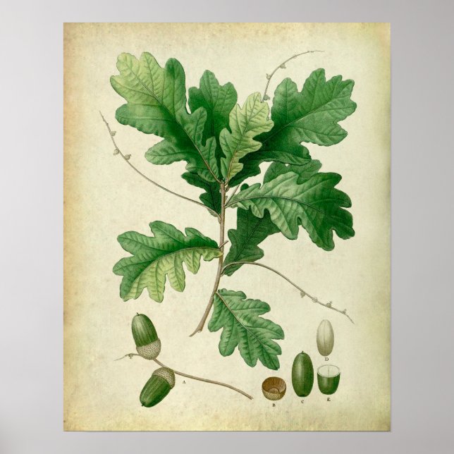 Oak Leaves no.4 Farmhouse wall art (Front)