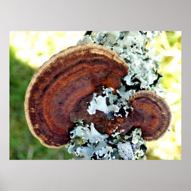 Oak Mazegill Fungus Poster (Front)
