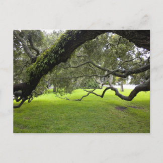 Oak on St. Simon's Island Postcard
