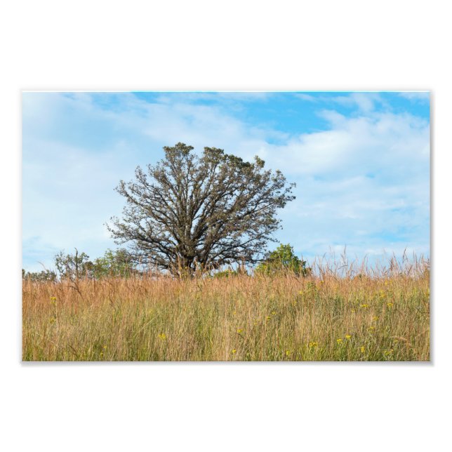Oak Tree and Tall Grass Prairie Photo Print (Front)