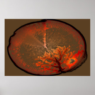 Oak Tree At Sunrise Poster