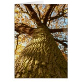 Oak Tree Card (Front)