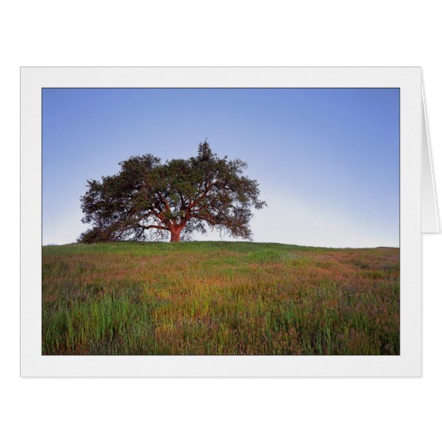 "Oak Tree Glow" Cards (Front Horizontal)