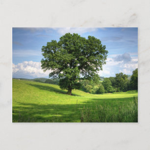 Oak tree green summer beautiful scenery postcard