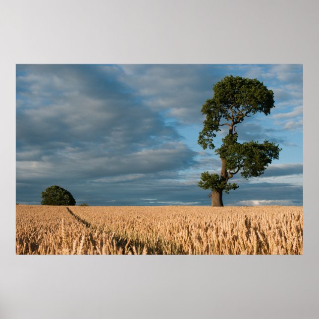 Oak tree in a wheat field poster (Front)