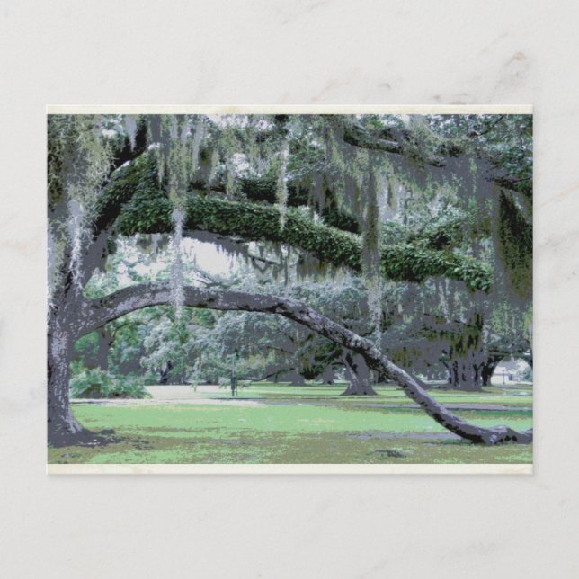 Oak Tree in City Park Postcard (Front)