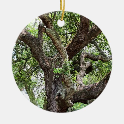 Oak Tree In The Park 7659 Jacksonville Florida Ceramic Ornament