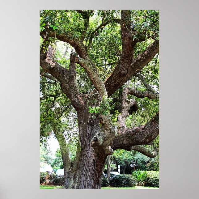 Oak Tree In The Park 7659 Jacksonville, Florida Poster (Front)
