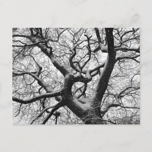 Oak Tree in Winter Postcard
