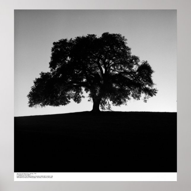 Oak Tree near Santa Cruz, January, 1963 Poster (Front)