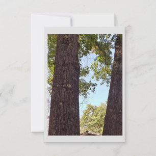 Oak Tree Note Card