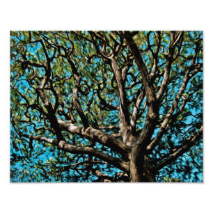Oak Tree Photo Print