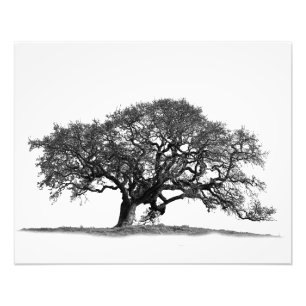 OAK TREE PHOTO PRINT