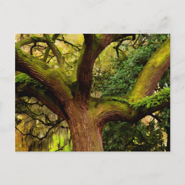 Oak tree postcard (Front)