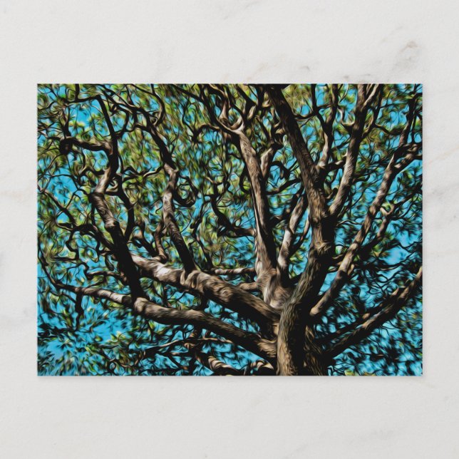 Oak Tree Postcard (Front)