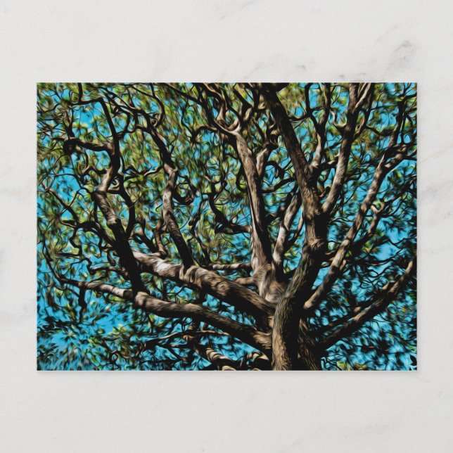 Oak Tree Postcard (Front)