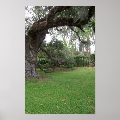 Oak Tree Poster